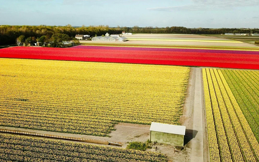 Tulip & Flower Fields Near Keukenhof: Self-Drive GPS Audio Tour for 2 People Image 4