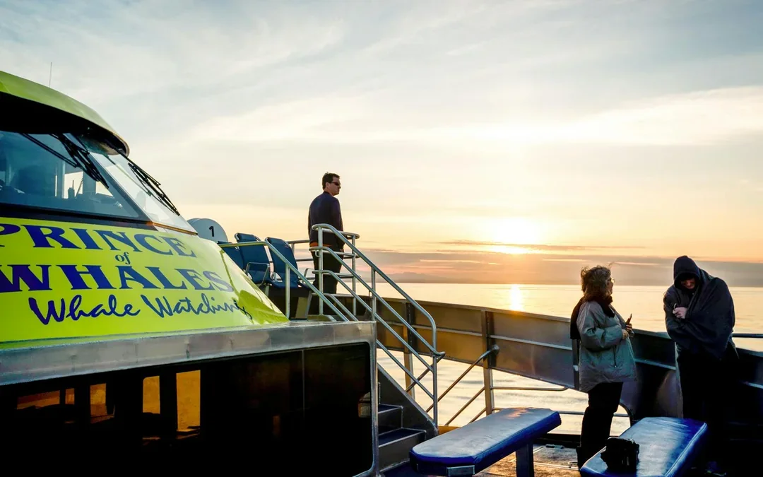Vancouver Sunset Whale Watching Tour Image 4