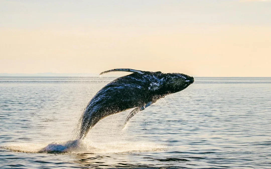 Vancouver Sunset Whale Watching Tour Image 5