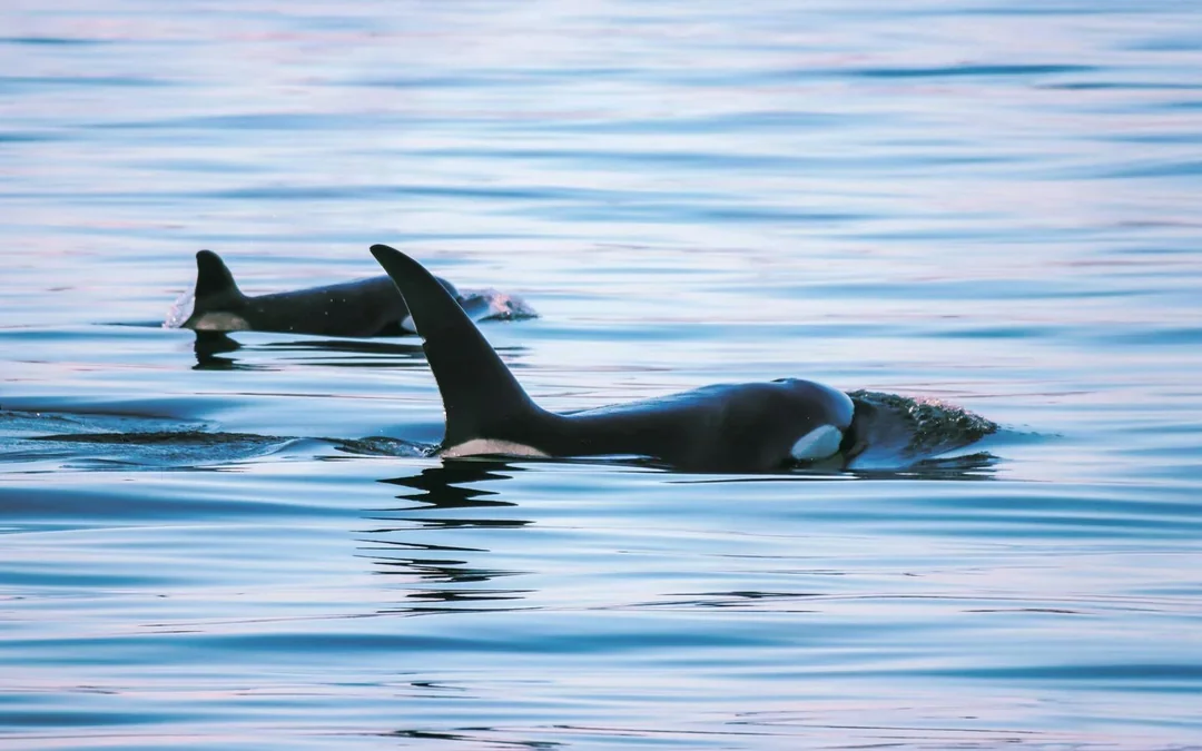 Vancouver Whale Watching Tours Image 4