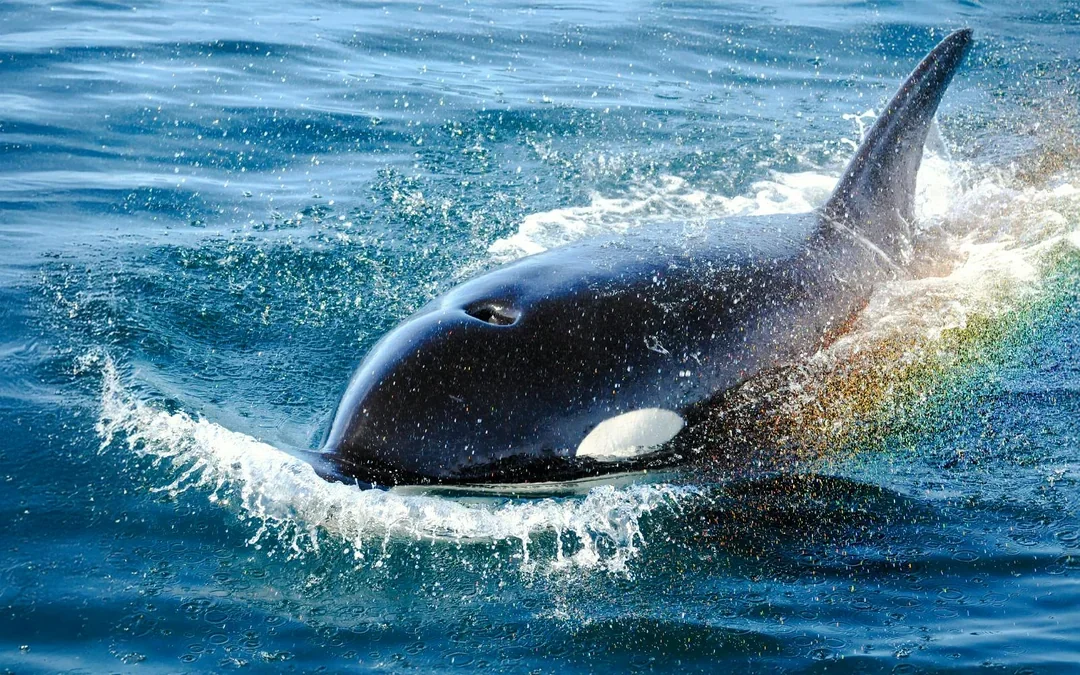 Victoria Whale Watching Tour by Zodiac (Open-Air Boat) Image 1