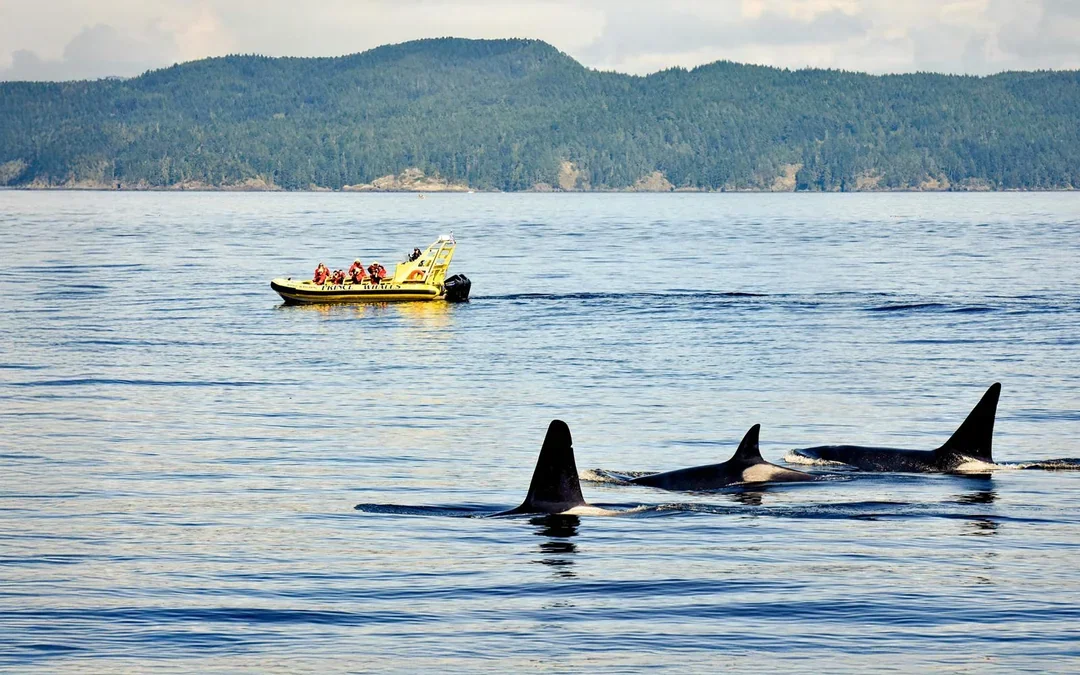 Victoria Whale Watching Tour by Zodiac (Open-Air Boat) Image 3