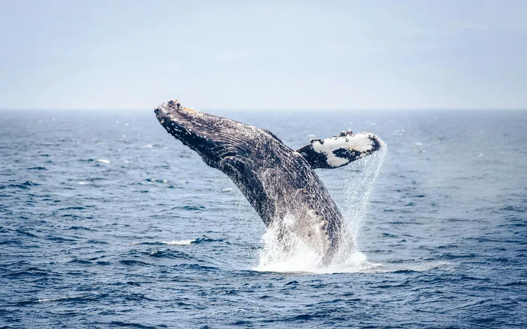 Victoria Whale Watching Tour by Zodiac (Open-Air Boat) Image 5