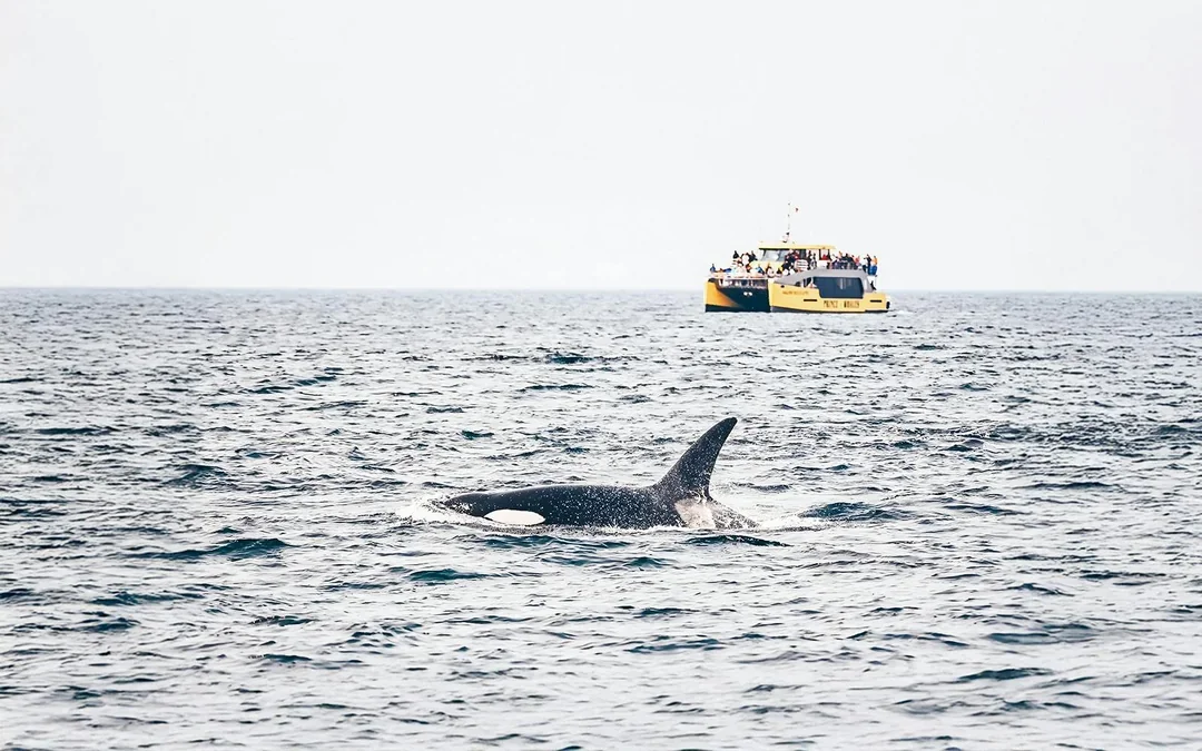 Victoria Whale Watching Tours by Covered Boat Image 1