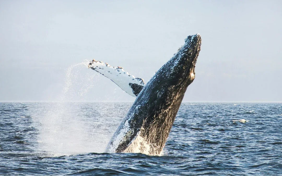 Victoria Whale Watching Tours by Covered Boat Image 3
