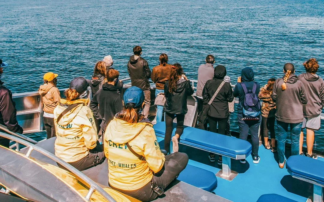 Victoria Whale Watching Tours by Covered Boat Image 4