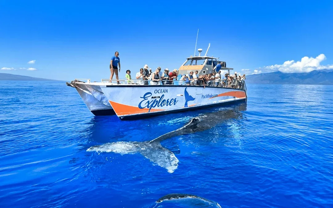 Whale Watching Cruise from Maʻalaea Harbor Image 1