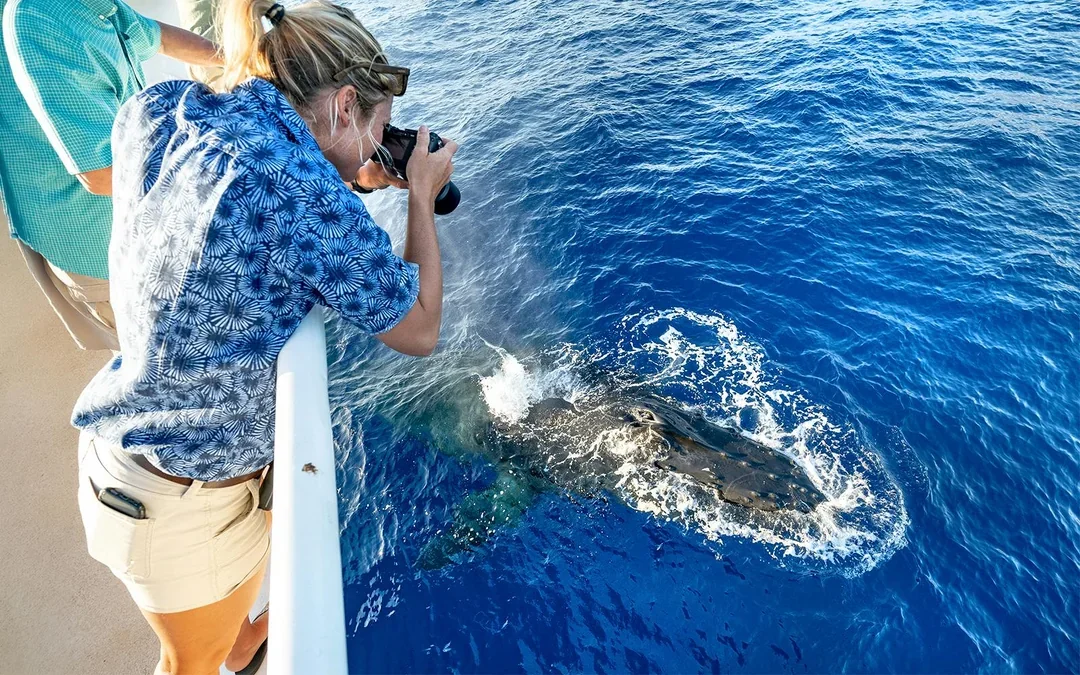 Whale Watching Cruise from Maʻalaea Harbor Image 2