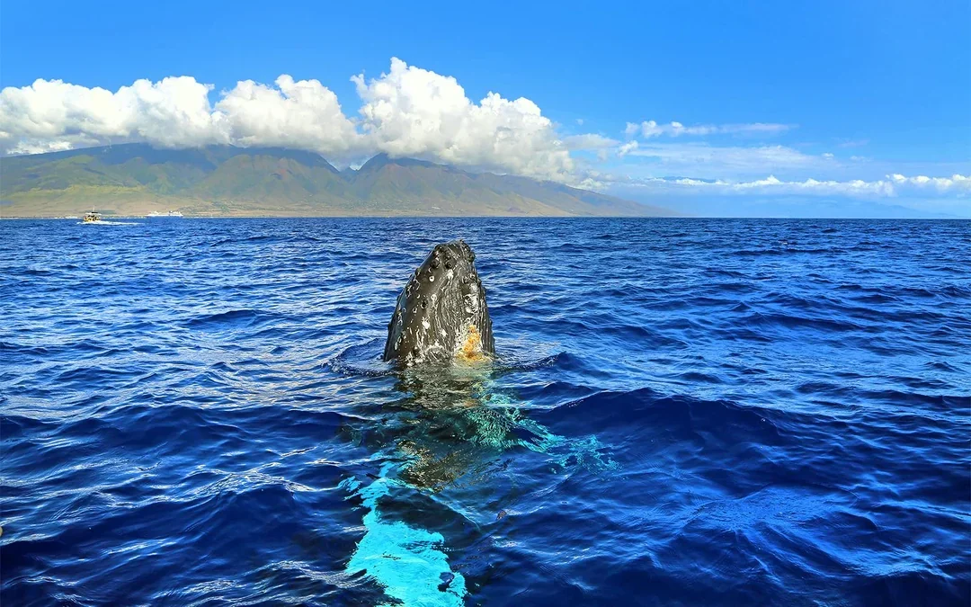 Whale Watching Cruise from Maʻalaea Harbor Image 3