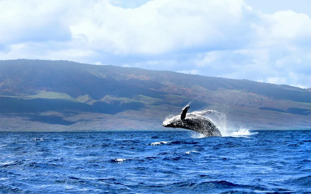 Whale Watching Cruise from Maʻalaea Harbor Image 4