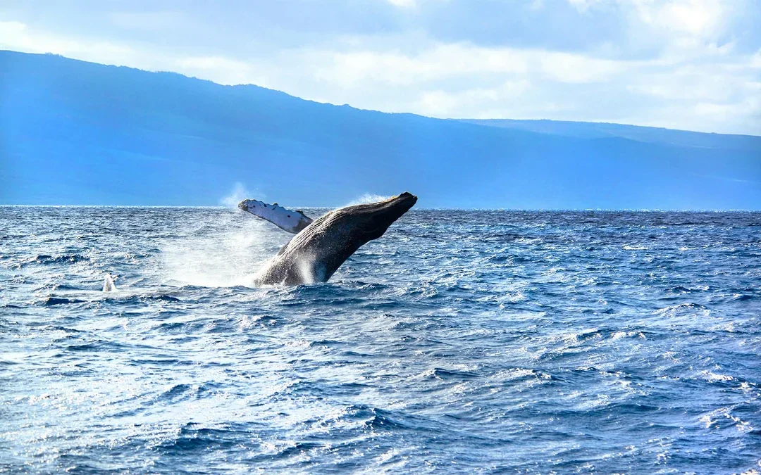 Whale Watching Cruise from Maʻalaea Harbor Image 7