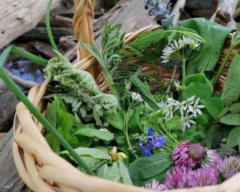 Wiesbaden wild plant foraging guided walk