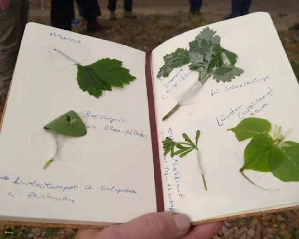 Wiesbaden wild plant foraging guided walk