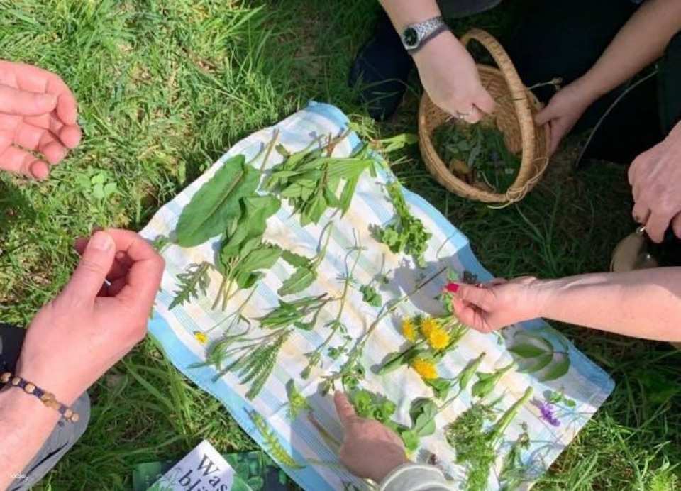 Wiesbaden wild plant foraging guided walk