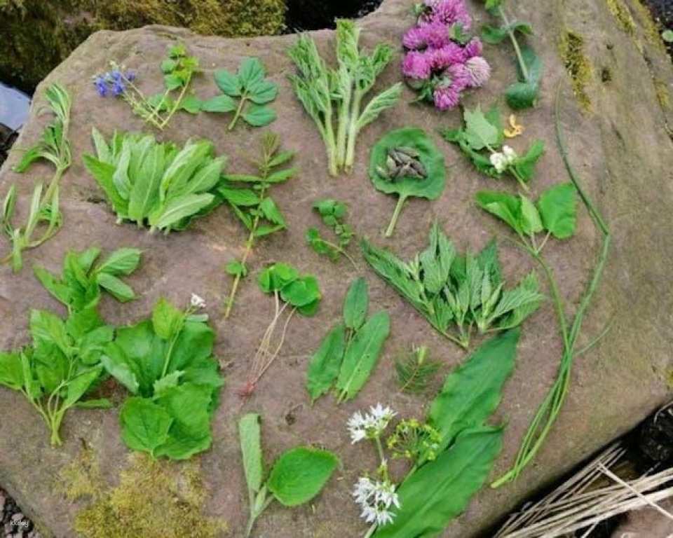 Wiesbaden wild plant foraging guided walk