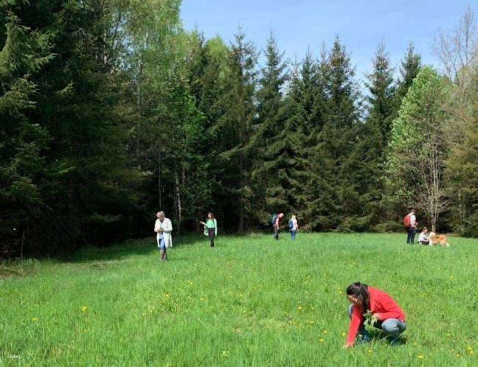 Wiesbaden wild plant foraging guided walk