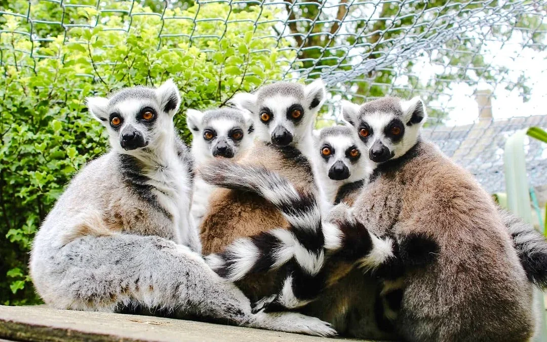 Willowbank Wildlife Reserve Tickets Image 3