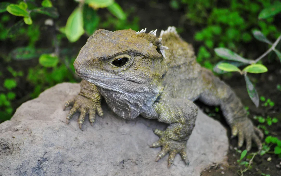 Willowbank Wildlife Reserve Tickets Image 5