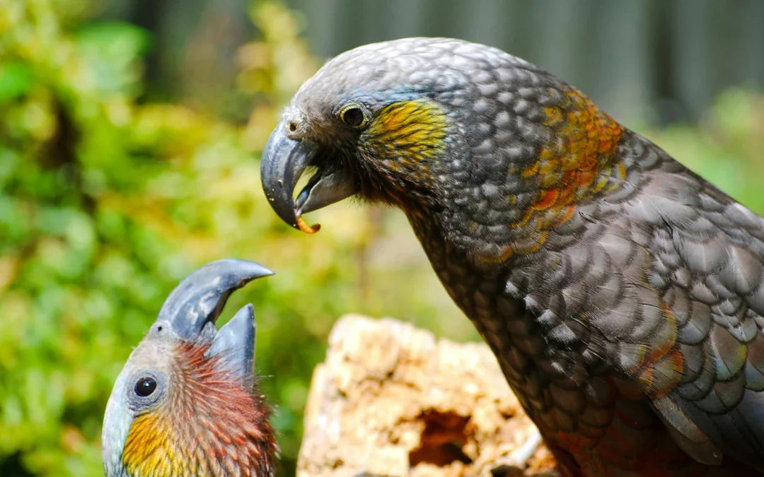 Willowbank Wildlife Reserve Tickets Image 8