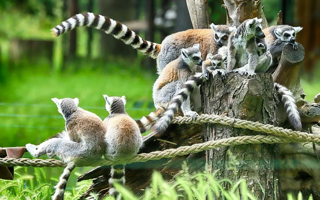 Wroclaw Zoo Skip-the-Line Tickets Image 2