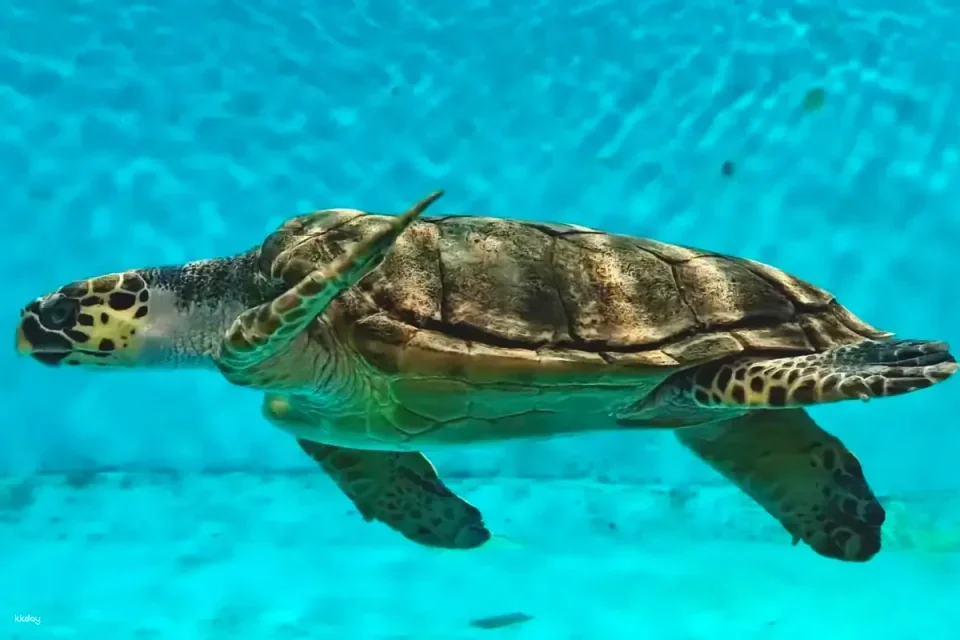Xiamen Gulangyu Underwater World Tickets | A large marine aquarium within a 5A scenic area, explore the blue underwater palace.