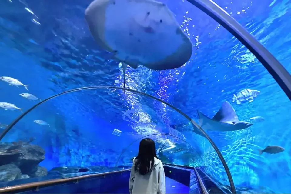 Xiamen Gulangyu Underwater World Tickets | A large marine aquarium within a 5A scenic area, explore the blue underwater palace.