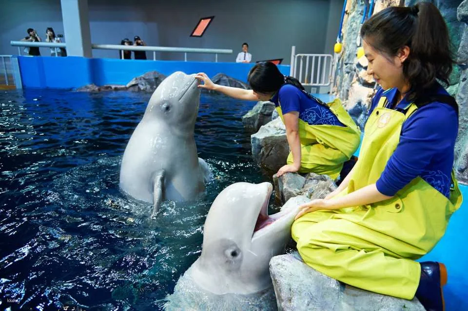 [Yeosu, South Jeolla Province] Hanwha Aqua Planet Admission Ticket (Foreigners Only)