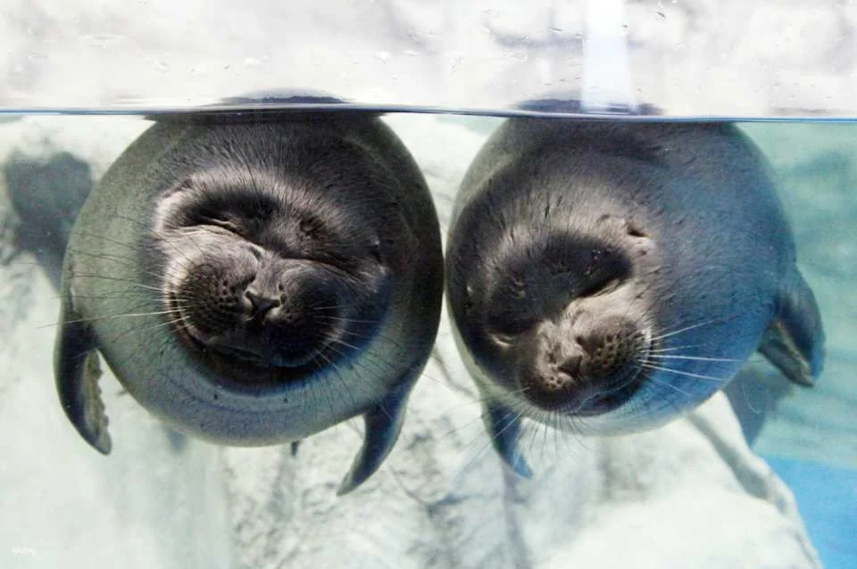 [Yeosu, South Jeolla Province] Hanwha Aqua Planet Admission Ticket (Foreigners Only)