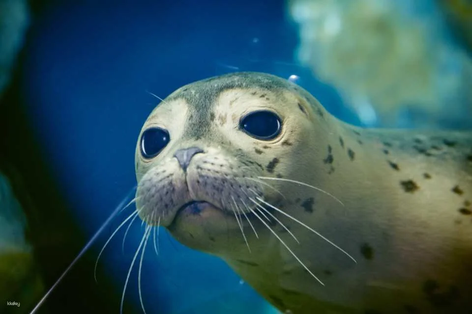 [Yeosu, South Jeolla Province] Hanwha Aqua Planet Admission Ticket (Foreigners Only)