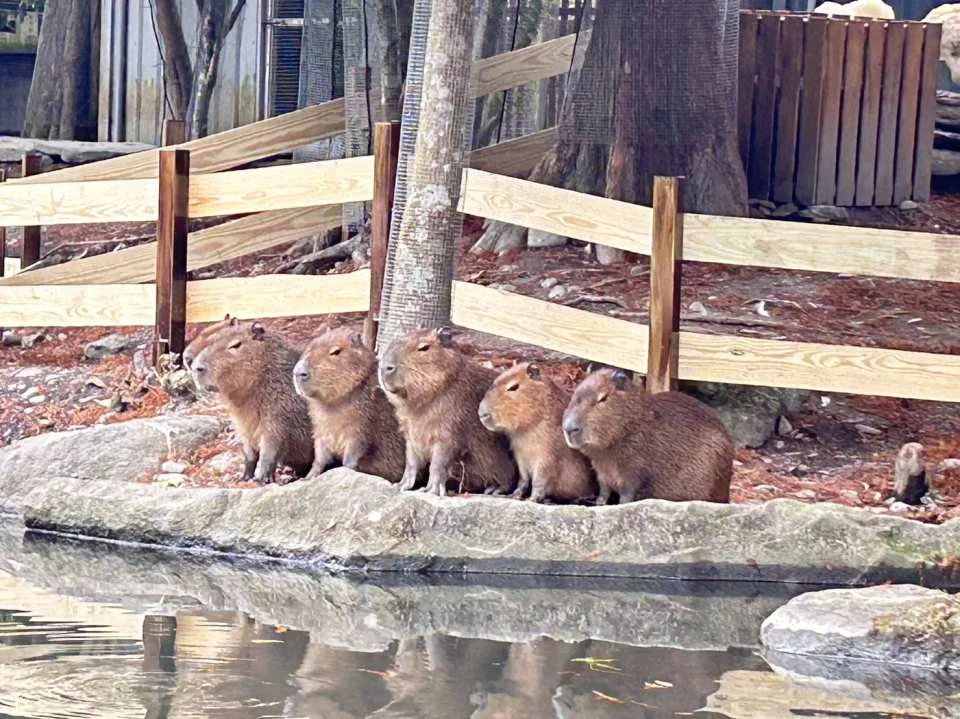 Yilan Waterfront Forest Zoo Admission Ticket