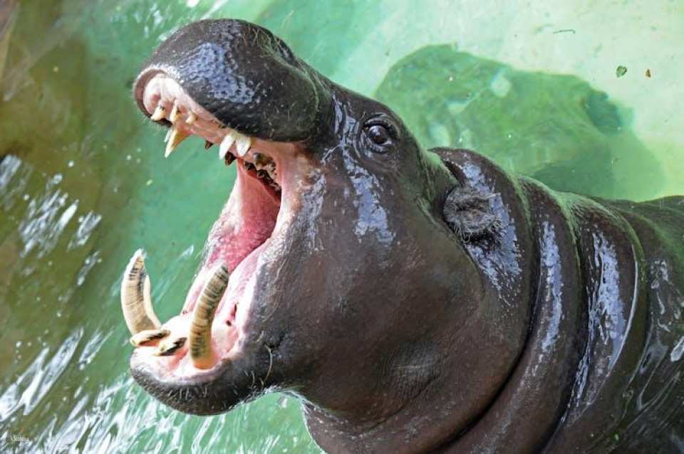 Zoo Miami general admission tickets or food package