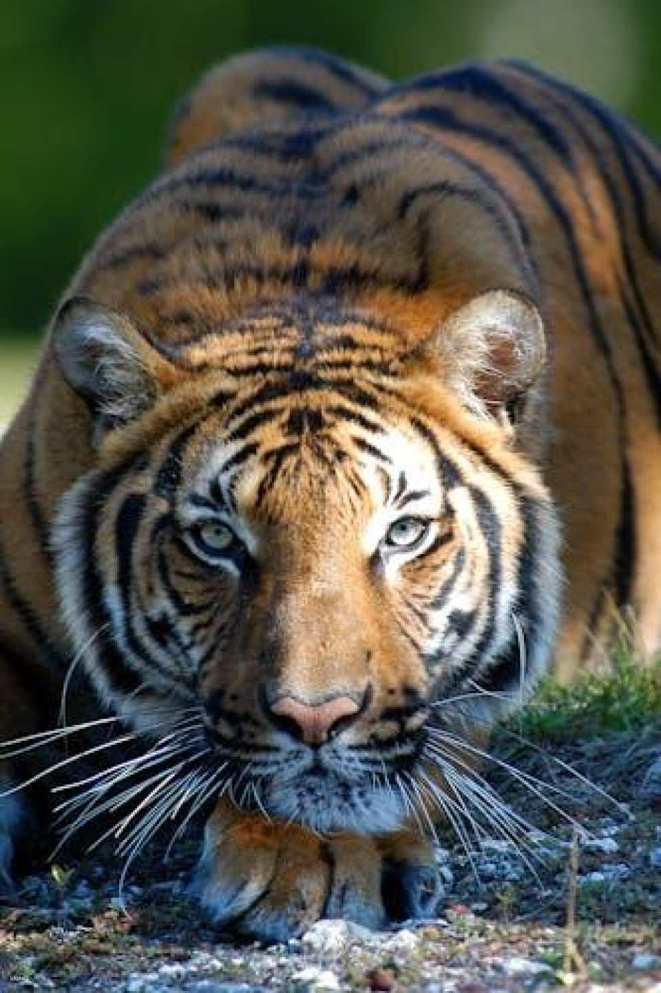 Zoo Miami general admission tickets or food package