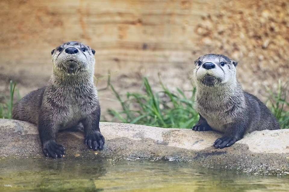 Zoo Miami Skip The Line Ticket | Florida