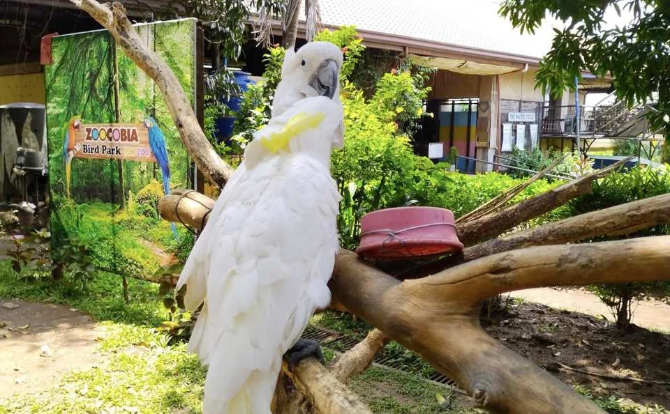 Zoocobia Fun Zoo Admission Ticket | Philippines
