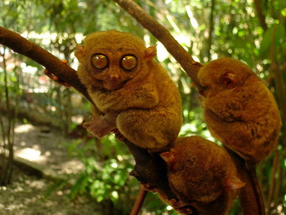 Zoocolate Thrills Admission Ticket in Bohol | Philippines