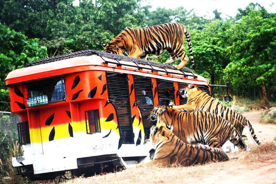 Zoocolate Thrills Admission Ticket in Bohol | Philippines
