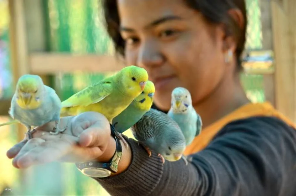 Zoori at Residence Inn Admission Ticket in Tagaytay | Philippines