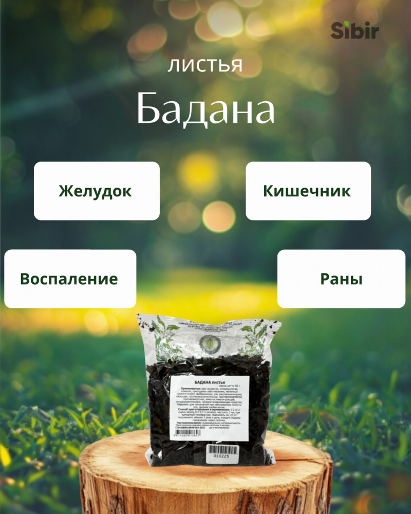 Бадан листья