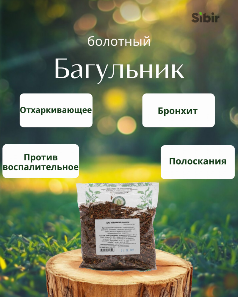 Багульник болотный