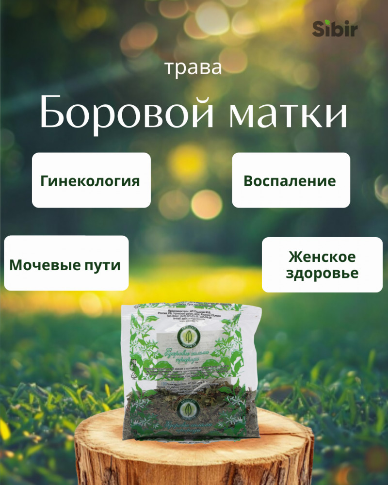 Боровой матки трава