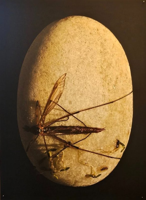 May be an image of dragonfly