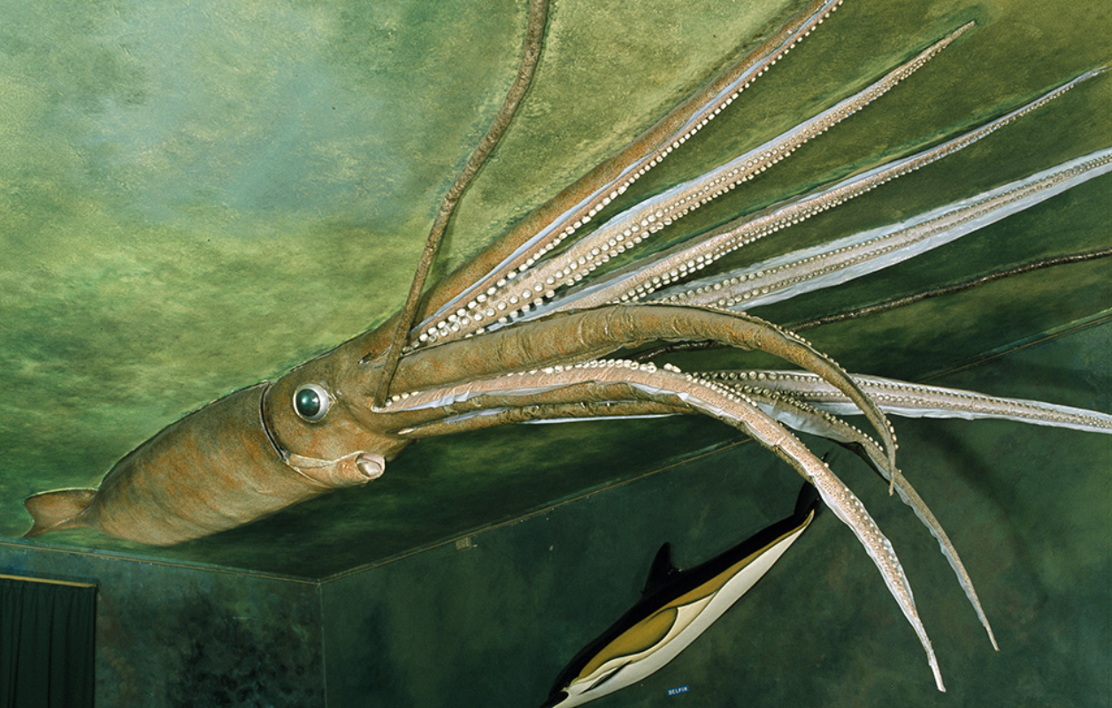 Kjempeblekksprut eller selveste kraken? Foto: NTNU Vitenskapsmuseet