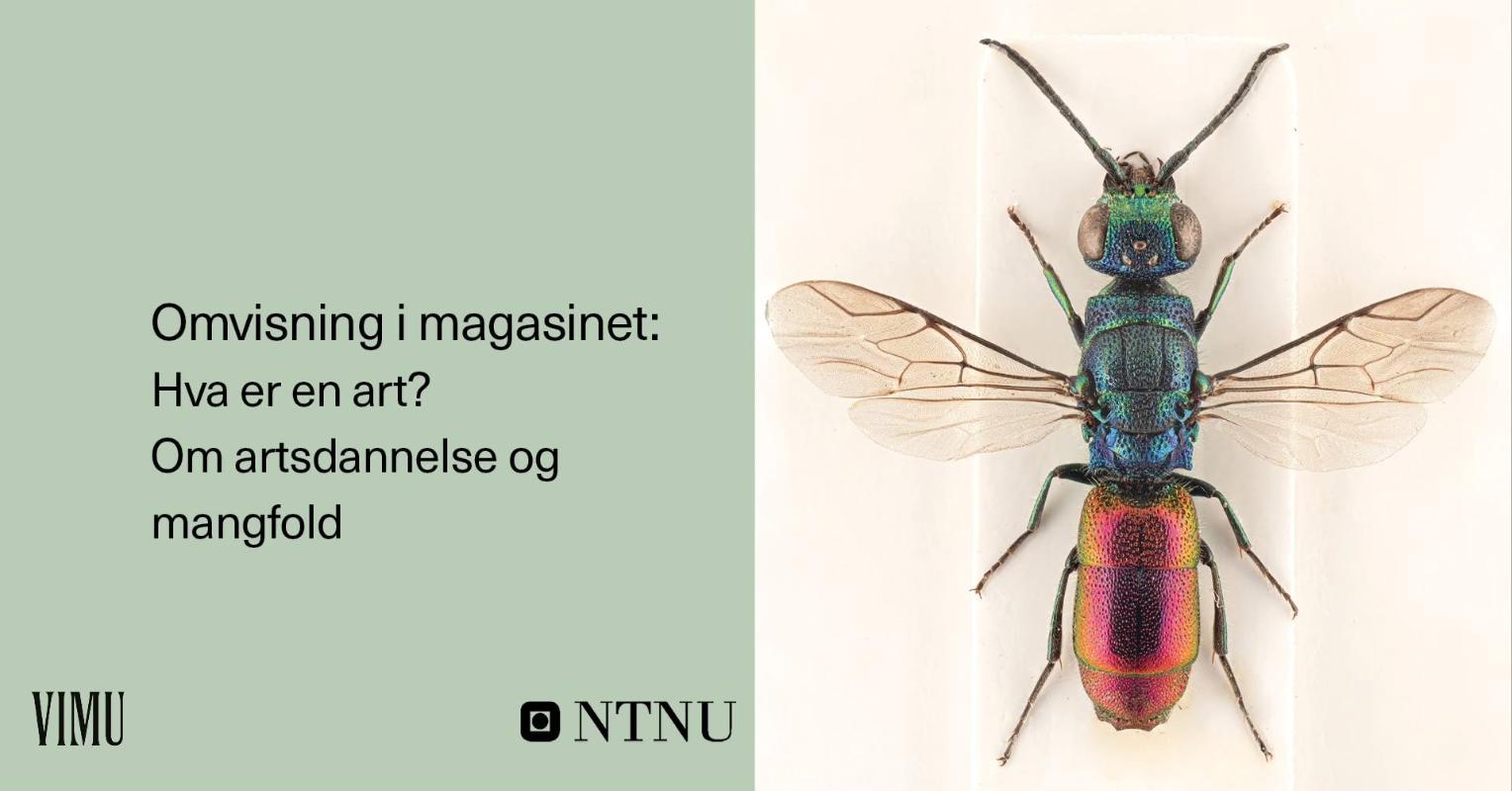 VIMU magasinomvisning: Hva er en art?