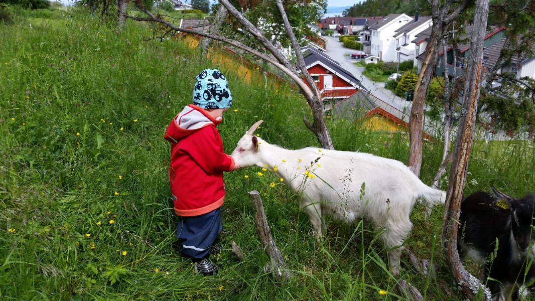 Åpen gård - Hele byens bondegård