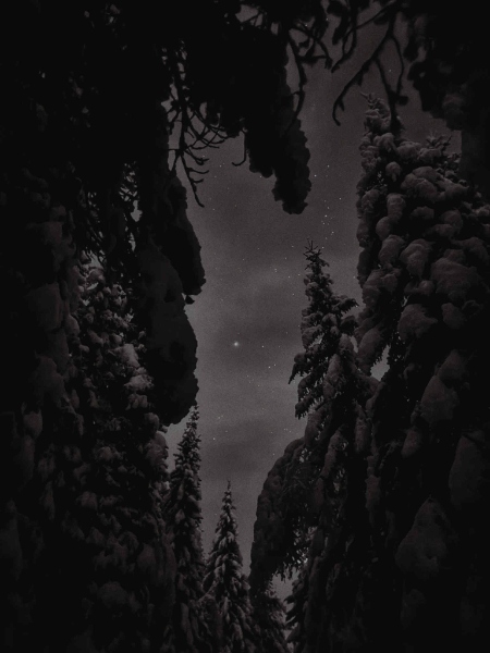 May be a black-and-white image of tree