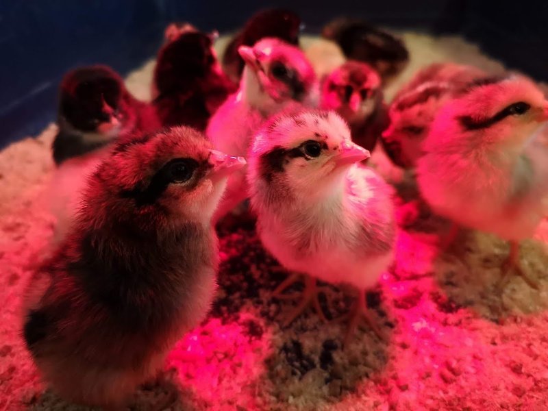 Påskeåpen gård på hele byens bondegård!