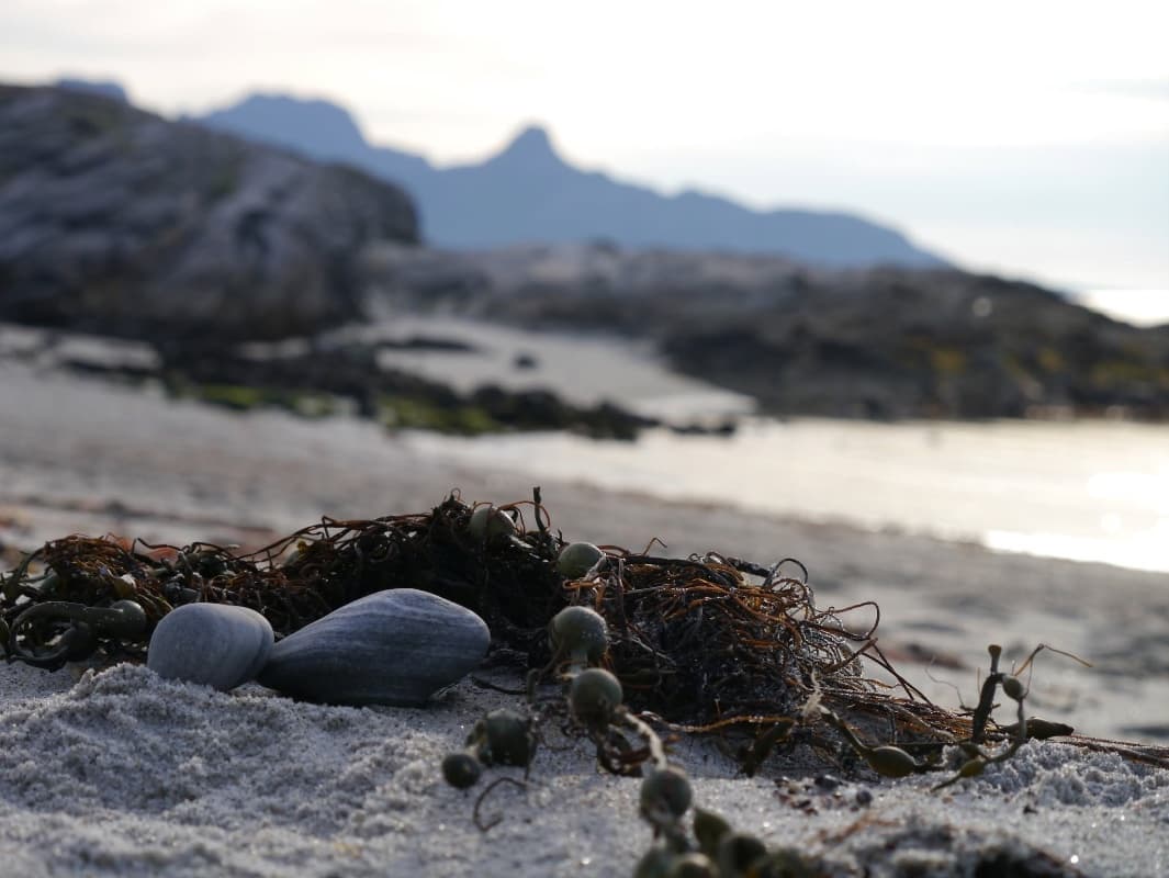 An image of beach, stones and seaweed