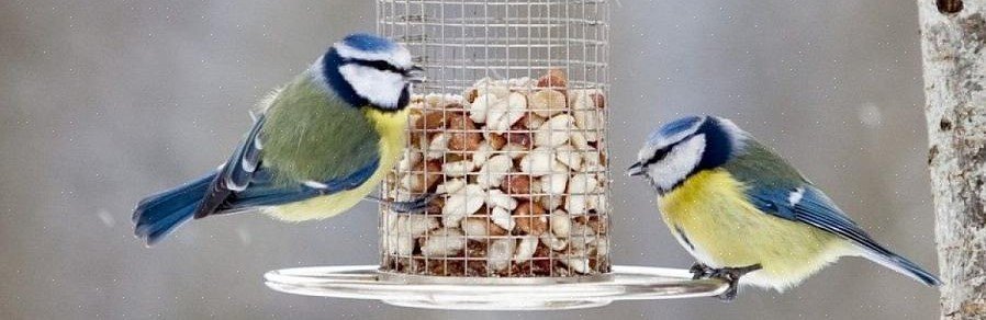 Nybegynnerkurs i fuglekjennskap