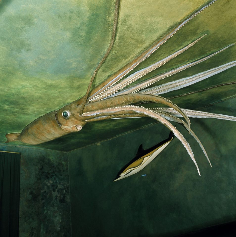 Kraken eller kjempeblekksprut? Foto: NTNU Vitenskapsmuseet