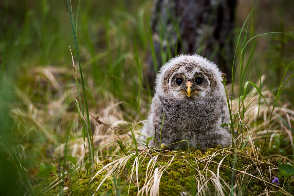 May be an image of great grey owl and owl